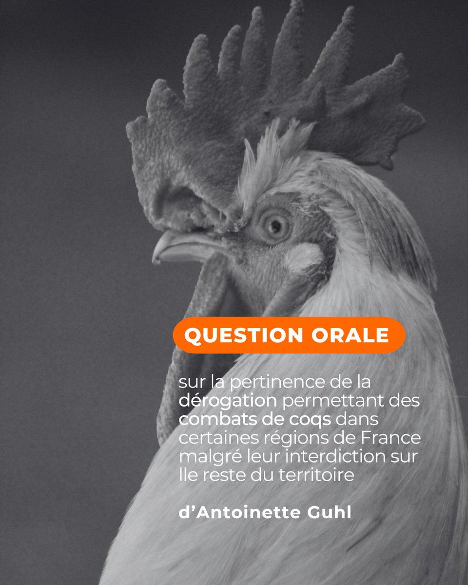 Convergence Animaux Politique (@cappolitique) on Twitter photo Nouvelle question orale travaillée avec CAP ! Merci <a href="/antoinetteguhl/">Antoinette Guhl 🌍</a> pour votre engagement contre les combats de coqs 🐓
🔗 Pour voir son intervention et la réponse du Gouvernement, c'est par ici : videos.senat.fr/video.5499997_… Nouvelle question orale travaillée avec CAP ! Merci <a href="/antoinetteguhl/">Antoinette Guhl 🌍</a> pour votre engagement contre les combats de coqs 🐓
🔗 Pour voir son intervention et la réponse du Gouvernement, c'est par ici : videos.senat.fr/video.5499997_…