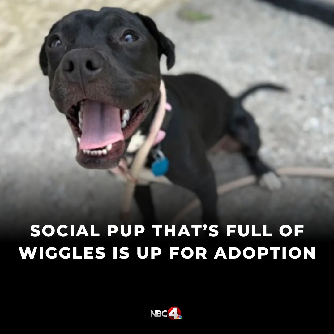 Meet Raven! This pup is currently looking for her forever home at the Franklin County Dog Shelter and Adoption Center. nbc4i.co/4kSzq9g?utm_me…