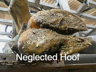 Did you know? Lameness costs UK dairy farms £180–£300 per case.
Regular preventative trimming helps avoid:
✔️Sole ulcers
✔️White line disease
✔️Digital dermatitis
We trim for prevention, not just cure. Book your visit today

#LivestockCare #HoofFacts #Foottrimming