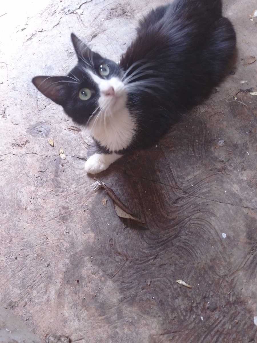 En la Vega, Caracas, este  galán y su  hermanita buscan un hogar donde crecer y derrochar todo su encanto, donde amar y ser amados, donde sentir el amor que todos los animales merecen. Están en la calle junto a su mamá  ella también busca un hogar #segundaOportunidad
04129733057