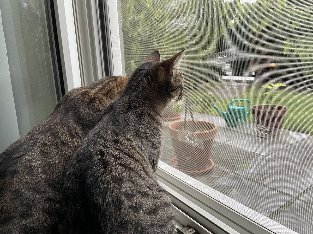 Kiravie (@kiravie2) on Twitter photo Hiyaaa, today is rain-watching from the bedroom :3 
(Through the net which was provisionally fixed by me \o/ with „sticky tape“ I think it‘s called >.<) Hiyaaa, today is rain-watching from the bedroom :3 
(Through the net which was provisionally fixed by me \o/ with „sticky tape“ I think it‘s called >.<)