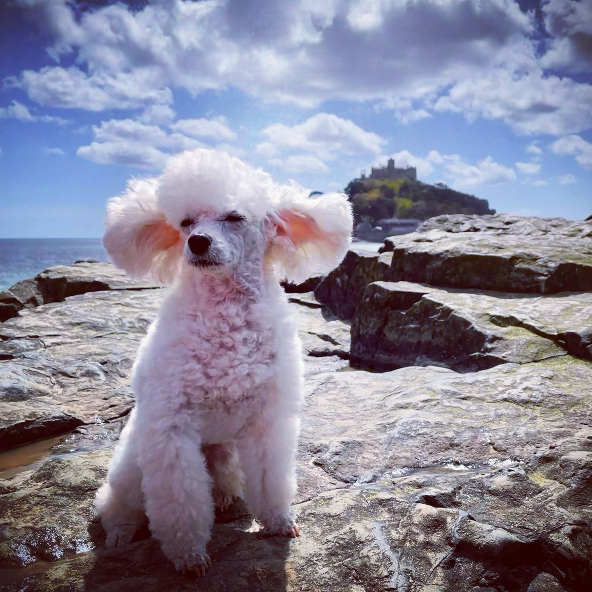 Metropoodle's tweet photo. St Michael’s Mount has featured in several films including ‘Dracula’ (1979) &amp; the Game of Thrones prequel series ‘House of the Dragon’ (2021) St Michael’s Mount lies on the Western tip of the world-famous St Michael ley line, which connects ancient sites including Glastonbury Tor https://t.co/ME4wEoPSPd