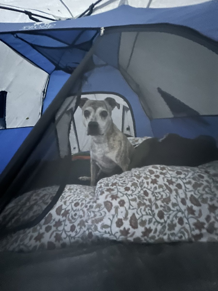 chrisplys's tweet image. Milhouse is now our backyard tent boy. 🖤