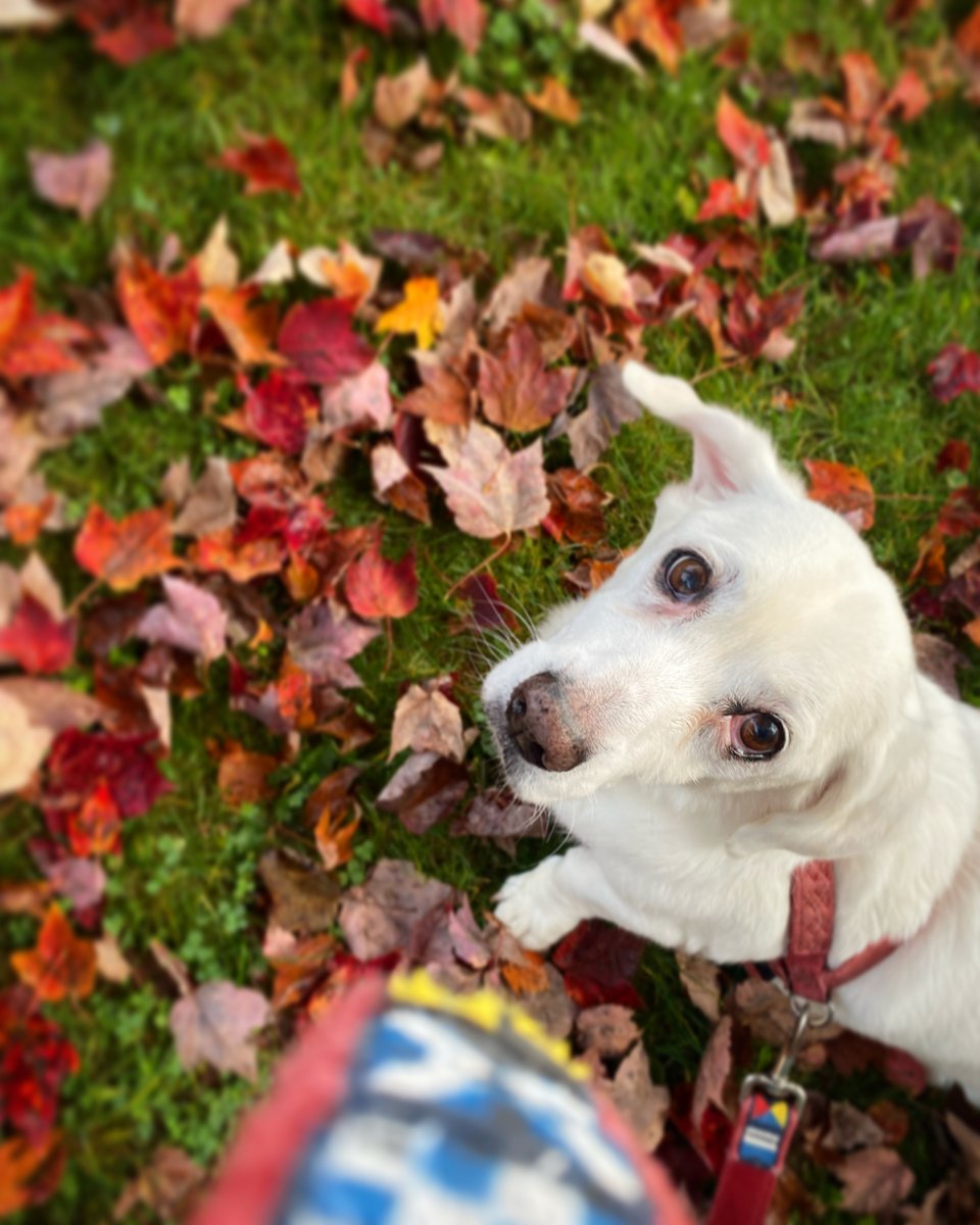 We lost dear Fletcher a few days ago. He was 16.5 years old. Lived with me for 12 of those years. Fletch was funny, sweet and the best writing partner ever. #adoptdontshop #rescuedogs
