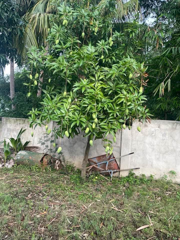 kittymarieee's tweet photo. I should be laying in a hammock snacking on these mangoes in the PHs 😓😪😢 https://t.co/FbxG86tI2Z