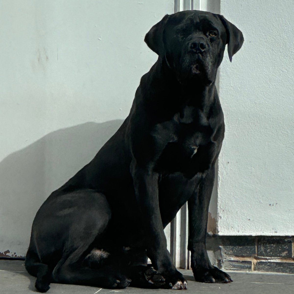 millypod1's tweet photo. 🆘24 Jun 2025 #Lost Ace #ScanMe
Cane Corso Male
Endwood Drive #LittleAston  Sutton Mere Green,
#SuttonColdfield #B74 https://t.co/ltlMEorkTo https://t.co/AgjVItBMHX