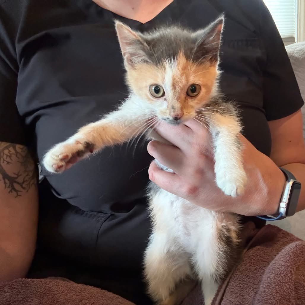 OPH_Rescue's tweet image. Look at this 2 month old cutie patootie! Birdie is very playful and affectionate. She also does great with dogs! She&apos;s looking for a family who will fill her life with love and enrichment - including active play and interaction.  Apply here!new.shelterluv.com/embed/animal/O…