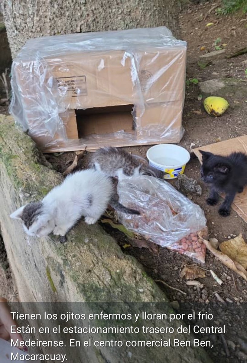 PerroUsuario's tweet photo. RP @ntrejo70: Hola amigos estos michis bebés se encuentran abandonados y enfermos de los ojos en el estacionamiento trasero del Central Madereirense del CC Ben Ben de la Av. Naiguatá en Macaracuay. No hay número de contacto, quien reporta dice que tiemblan y lloran por el frío https://t.co/FHiV73ecC4