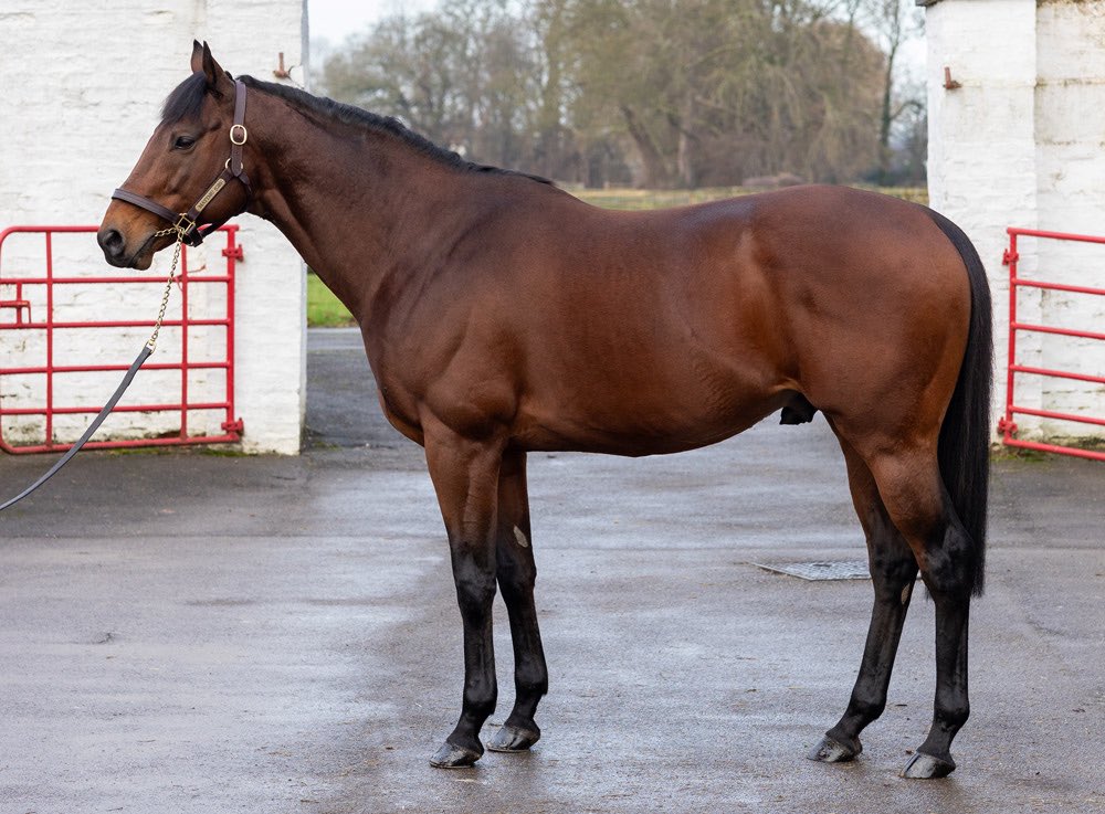 Stakes success for <a href="/StudGrove/">Norton Grove Stud</a>’s MATTMU (pictured) as the <a href="/EasterbyTim/">Tim Easterby Racing</a>-trained ARGENTINE TANGO (GB) wins the Listed Empress Fillies’ Stakes <a href="/NewmarketRace/">Newmarket Racecourse</a> for owner/breeder <a href="/BearstoneStud/">Bearstone Stud</a> 🏆 

Catch the pedigree of this smart 2yo - who is yet to finish out the top two in each of