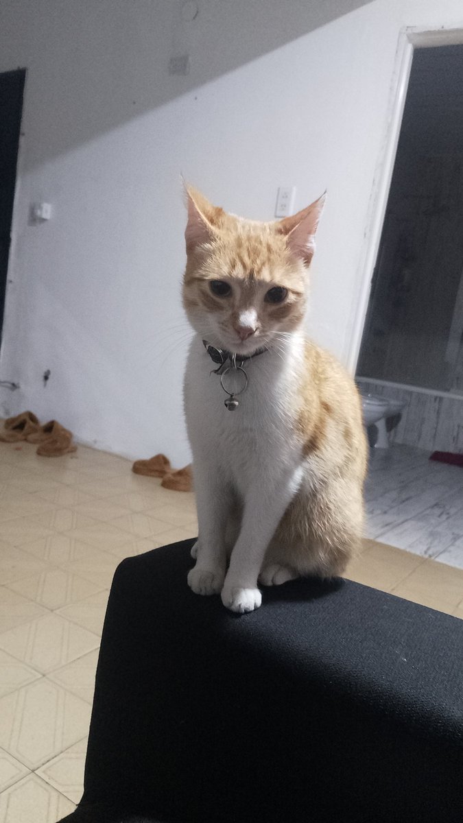 Unos días antes de mudarme con mi novio se le metió un gato a la casa y bueno decidió quedarse. Les presento a Michi (si, nos matamos con el nombre)