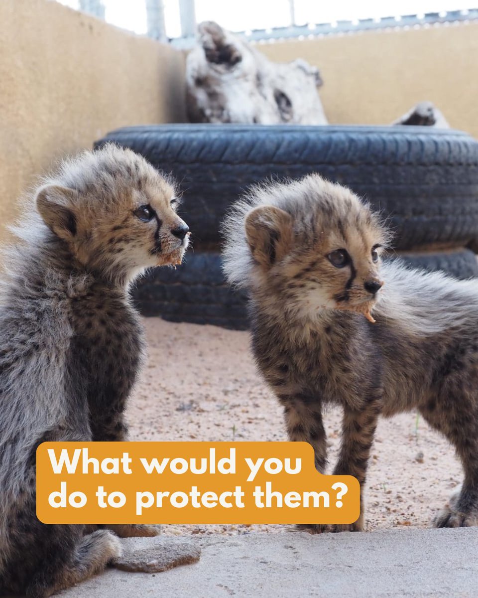 CCFCheetahUK's tweet image. What would you do to ensure their survival?
These are the faces of cheetah cubs rescued from horrific illegal wildlife trade. They were torn from their mothers, denied their freedom, and now need everything to simply survive.
Our goal is urgent: £13,200 to care for T Swift and…