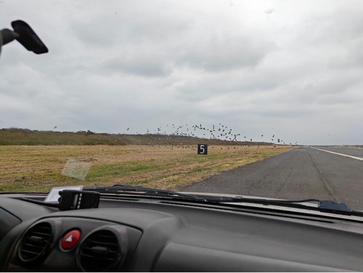 n_larenas's tweet photo. #URGENTE: ante múltiples impactos con aves en el Aeropuerto Internacional de Manta, la aerolínea Avianca ha decidido suspender de forma inmediata e indefinida sus operaciones en esta terminal. Las aerolíneas están a la espera de un plan de acción por parte de la DGAC. https://t.co/JpWGKxaHaf