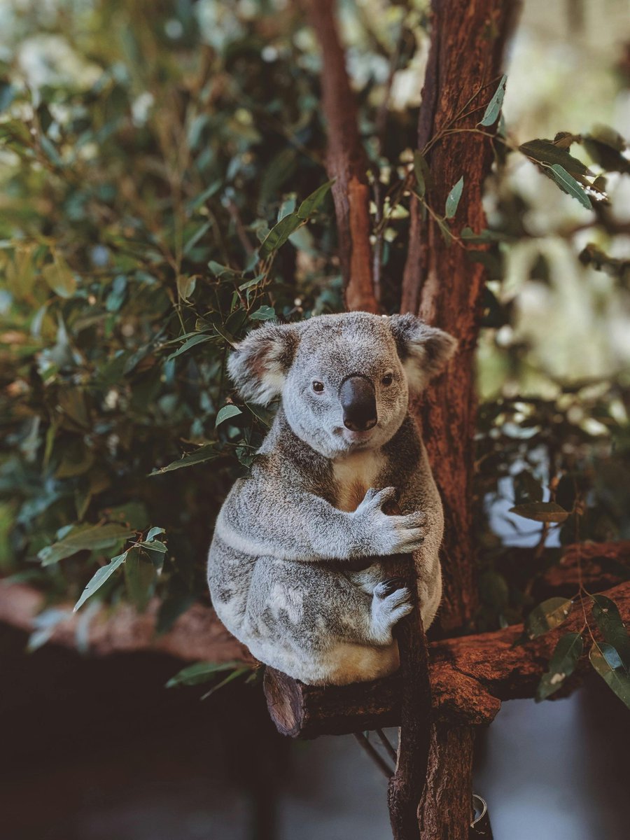 pawsLove18's tweet photo. Cuddly on the outside, calm on the inside. 🐨💤
Koalas remind us to slow down and hold on to peace — because sometimes doing less is healing more.
Hug a little closer today.
Hashtags:
#PawprintsOfLove #KoalaCalm #NatureCuddles #WildPeace #TreeHuggers #SlowAndSweet #CuteCreatures https://t.co/sDnuh3xm2n