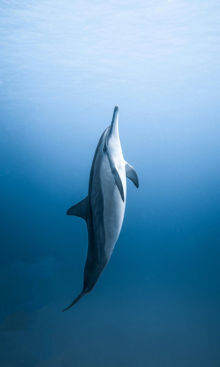 pawsLove18's tweet photo. Intelligent, joyful, and always dancing with the waves. 🌊🐬
Dolphins don’t just swim — they celebrate life with every leap.
A beautiful reminder to rise above and play freely.
Hashtags:
#PawprintsOfLove #DolphinJoy #OceanFriends #WildFreedom #IntelligentCreatures #SeaSmiles https://t.co/Nc7nxoQiGr