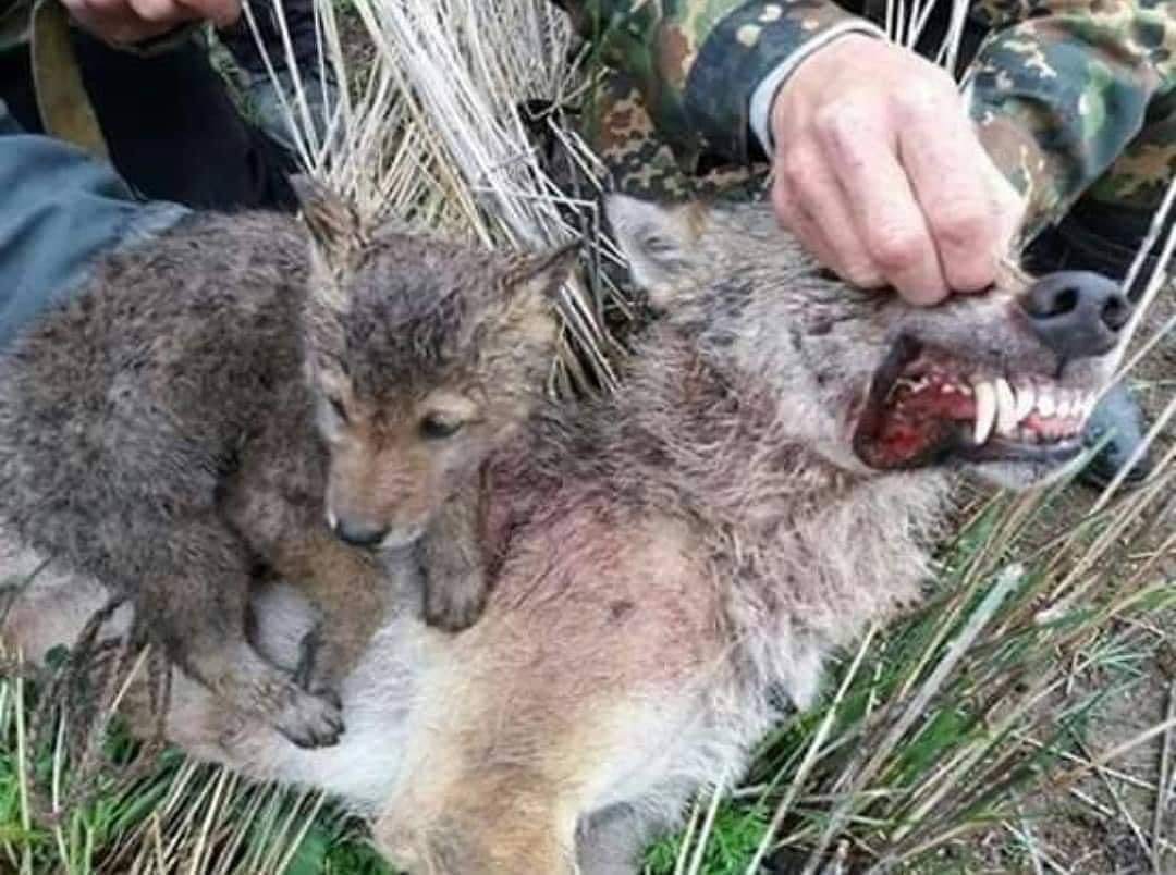 Disidente 🇵🇸🔻🏴🐺💜 tweet media