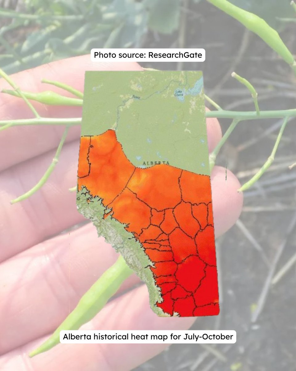 Heads up, canola growers! ☀️ We all know those hot summer days can be brutal on our crop. Seeing fewer pods than you expected? Flowers dropping before they turn into pods? That could be heat blast hitting hard!
 
Basically, high temperatures reduce cytokinin production, a key