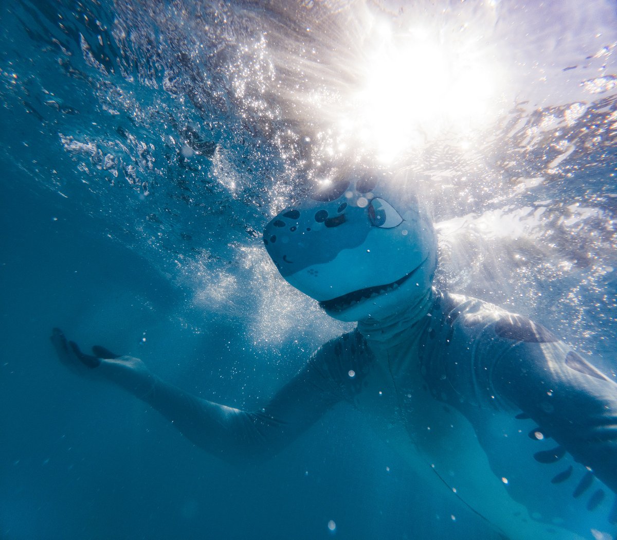 milvusbuteo's tweet image. I'm a well hydrated shork!
(Underwater selfie, suit made by me c:)
Video: youtube.com/watch?v=U5YevD…
#fursuit #furry