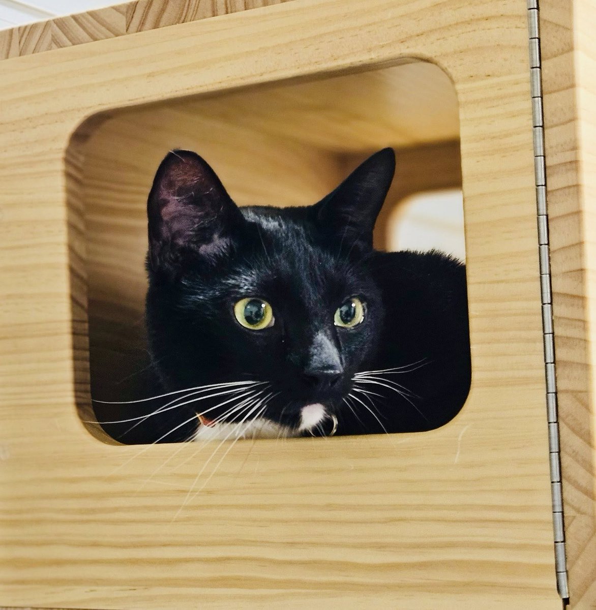 After a dog attack left Jesse the cat with facial paralysis, his outlook was grim. But two acupuncture treatments from our Integrative Medicine team changed everything. Today, he’s blinking, healing, and thriving. #WeHeal #IntegrativeMedicine