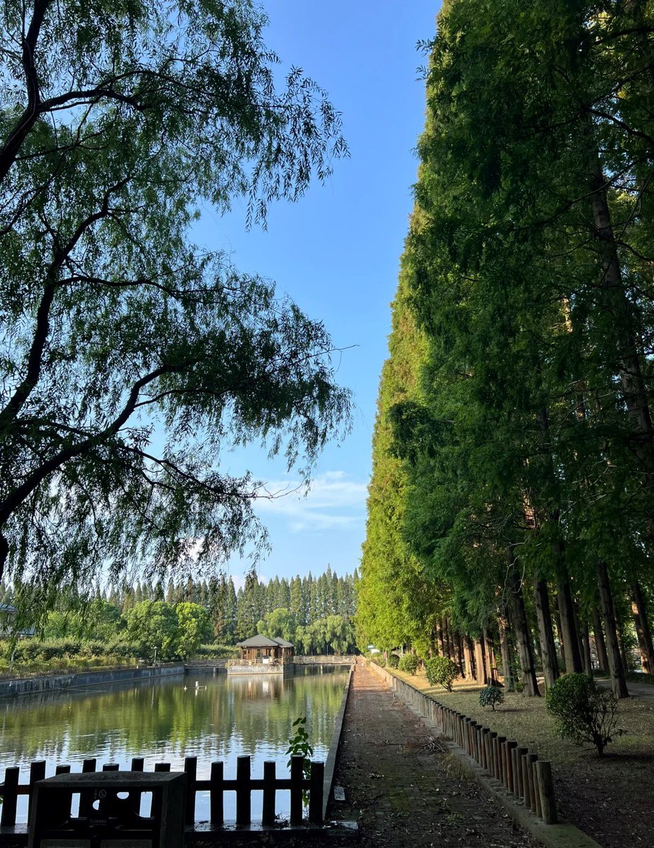 #Rugao #JindaoEcologicalPark: Natural Oxygen Bar with Drive-Through Views
Jindao Ecological Park in Rugao, Jiangsu is perfect for hot summer days! Like a natural oxygen bar with stunning nature views. Not crowded, no queues, totally relaxing. You can drive inside the park and