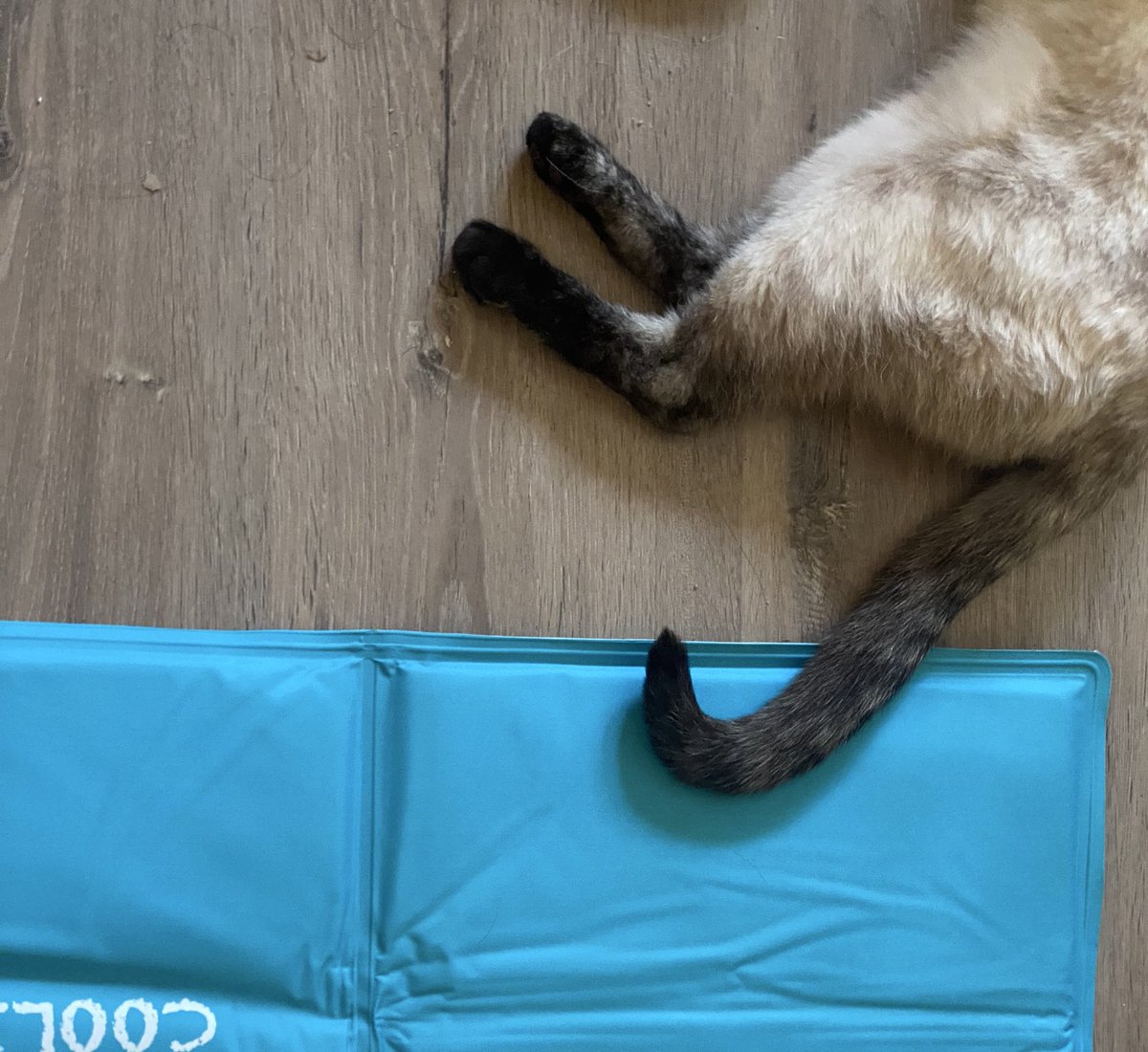 Yo: le compro una manta de frío para la gata porque no soporto verla pasar calor 🥹.
Gata: