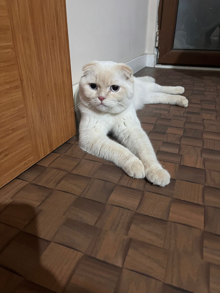 sekercik22's tweet photo. Gebze’de 8 aylık erkek British Shorthair. Geçici yuva sokakta bulduğunu söylüyor. küçük çocuğu varmış ve hayvana kötü davranıyormuş.Tüm aşıları tamamlanmış. Tuvaleti ve diğer eşyaları ile birlikte  hemenbir yuva bulmamız gerekiyor.İletişim bilgisi:05449477410 #kedi #yuva #gebze https://t.co/wB8KSVX3uU