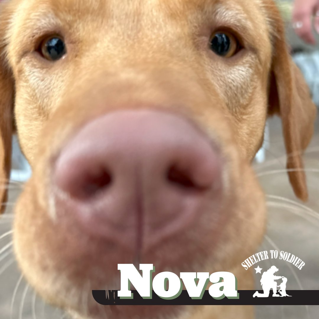 We’re thrilled to introduce Nova 🐾 a future service dog supported by our Frontwave Foundation and <a href="/Shelter2Soldier/">Shelter to Soldier</a>

From shelter to service, she’s training to help a veteran with PTSD, TBI, or MST. A journey of hope, healing &amp; purpose. 💙

🌐 hubs.li/Q03trDdr0