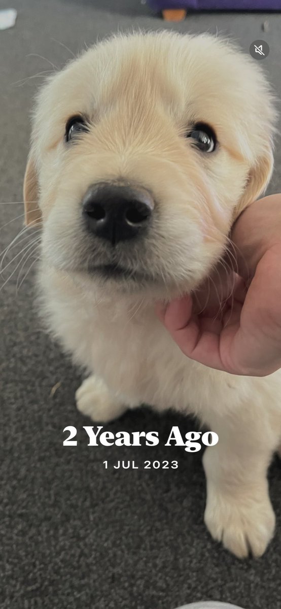 OMG how cute was this little fella 😊

Nearly 2 years since we adopted him 🥰

It’s been the cutest chaos ever since.