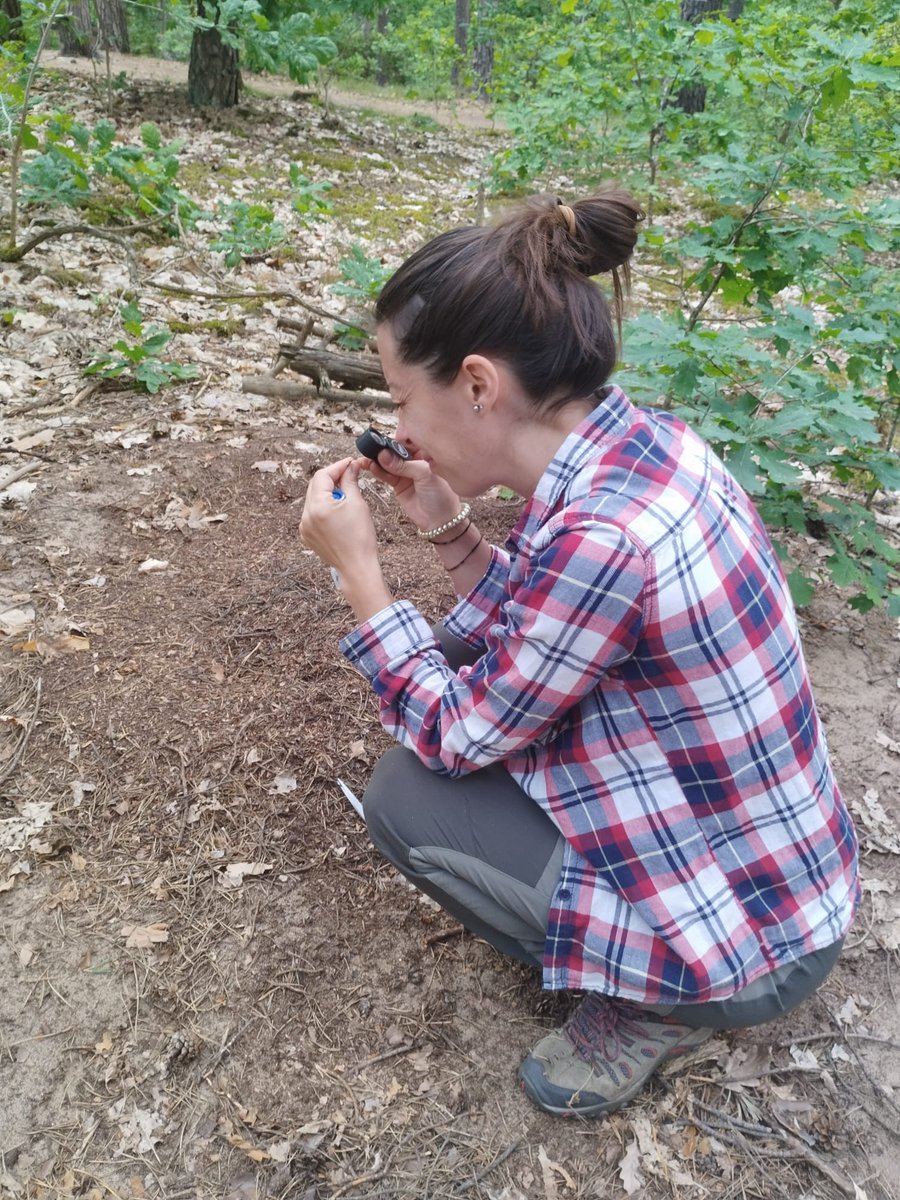 Coming back to the forest to enjoy the fascinating Red Wood Ants! These ants act as natural pest control, serve as host species for many myrmecophiles, and are keystone organisms of forests. Yet, their existence is endangered. Aren’t they worth protecting? 🐜🐜🐜<a href="/Monit_Ant/">MonitAnt</a>