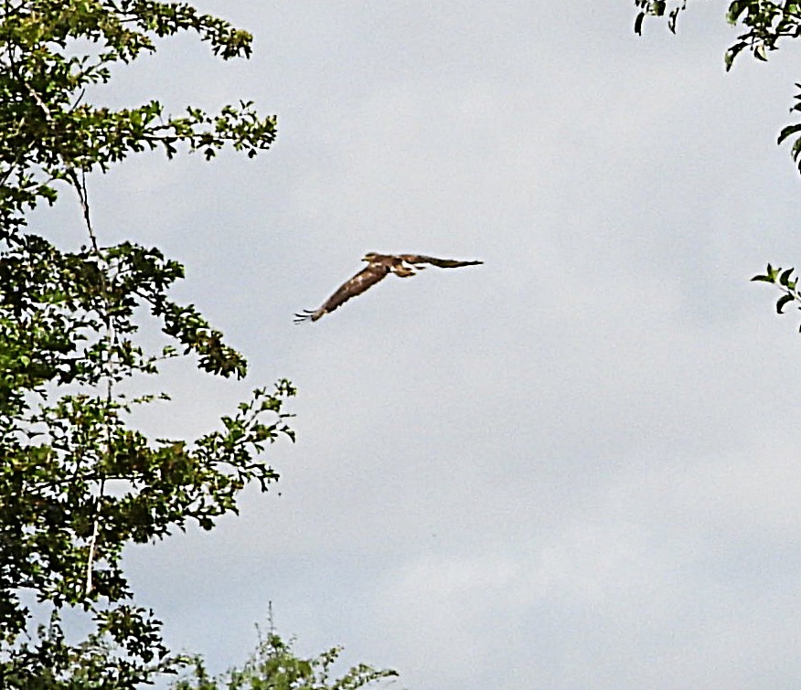 leslie fox tweet media