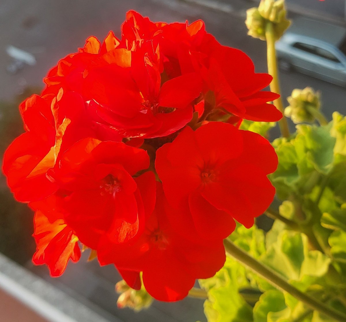 Maria Lea tweet media