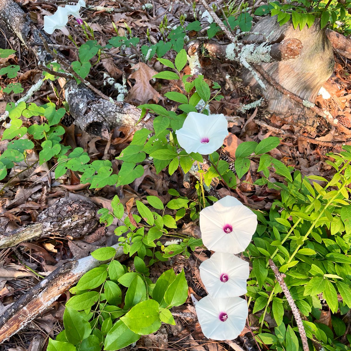 GM! What’s the story, morning glory?

I just ran 12.45 miles this morning! Go out there and do hard things 💪