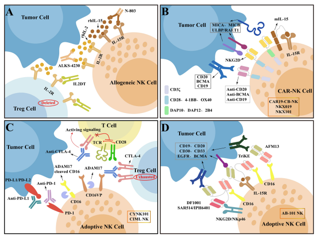 Review: Prospects and limitations of NK cell adoptive therapy in clinical applications
link.springer.com/article/10.100…