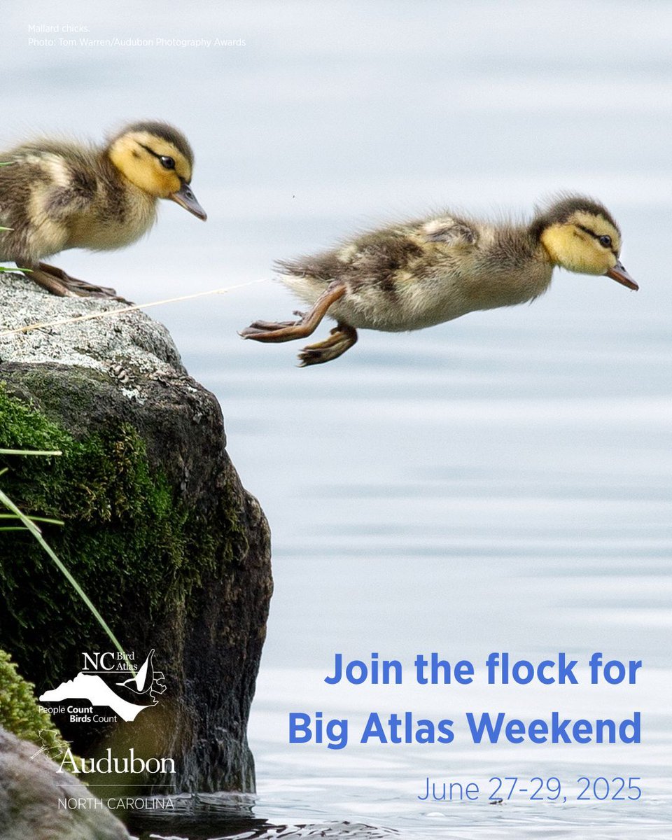 #DYK that you can help us get a detailed picture of the birds in our state and the habitats they depend on to be healthy? Do your part by contributing to the NC Bird Atlas during Big Atlas Weekend June 27-29. #ncbirdatlas Learn more: ebird.org/atlasnc/about/…