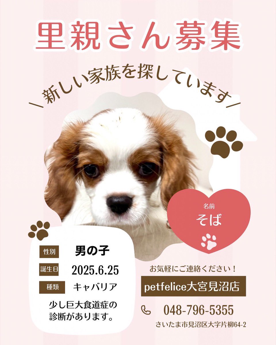 キャンディママ様ご確認用♡ キャバリア 名札 里親様募集中🐾】 名前.▹そば #キャバリア 2025.6.25 女の子 素敵なご
