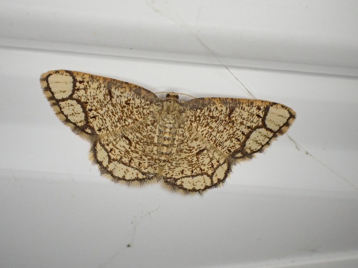 andy taylor (@andyswalecliffe) on Twitter photo Whitstable Kent, Garden 25/6. 2 new excellent species Both on the side of a very busy & active trap Light Crimson Underwing ( ta for confirm L.Cooper ) & Ringed Border. Migrants or wanderers ? definitely not local <a href="/mothsinkent/">KentMoths</a> <a href="/MigrantMothUK/">Migrant Lepidoptera</a> <a href="/BCKentBranch/">Butterfly Conservation Kent & SE London</a> Whitstable Kent, Garden 25/6. 2 new excellent species Both on the side of a very busy & active trap Light Crimson Underwing ( ta for confirm L.Cooper ) & Ringed Border. Migrants or wanderers ? definitely not local <a href="/mothsinkent/">KentMoths</a> <a href="/MigrantMothUK/">Migrant Lepidoptera</a> <a href="/BCKentBranch/">Butterfly Conservation Kent & SE London</a>