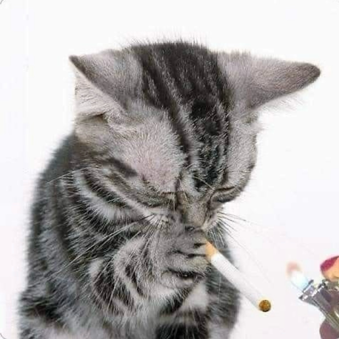 PunchingCat's tweet photo. https://t.co/KofKAfxf5w