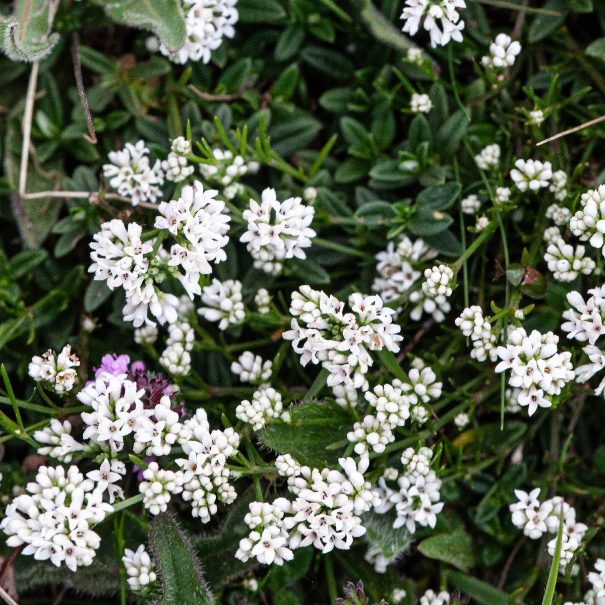 AstonRowantNNR (@rowantnnr) on Twitter photo Swathes of flowers <a href="/RowantNNR/">AstonRowantNNR</a> under the sunshine this week, including one of our favourites - Squinancywort. Here it can be found carpeting the tops of Yellow meadow ant hills #wildflower #NNR Swathes of flowers <a href="/RowantNNR/">AstonRowantNNR</a> under the sunshine this week, including one of our favourites - Squinancywort. Here it can be found carpeting the tops of Yellow meadow ant hills #wildflower #NNR