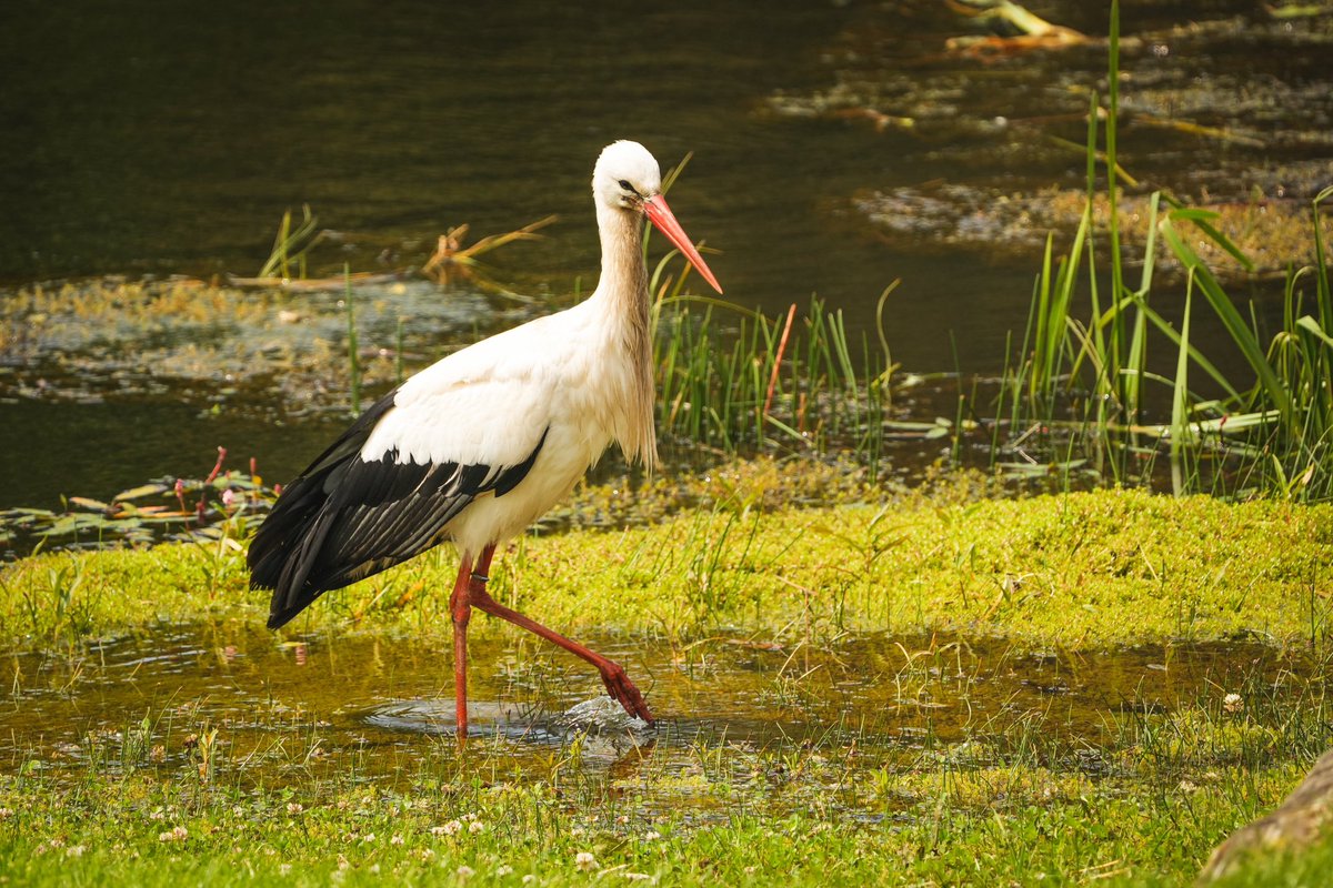 Scottish Golf tweet media