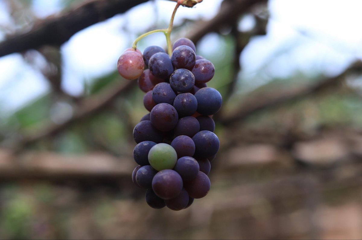 Emyooga-Program (@emyooga_program) on Twitter photo After grape prices dropped, they secured a UGX 1M loan to start winemaking. Despite limited tools and the long fermentation wait, they pushed through and repaid the loan. The second loan of UGX 2M changed everything. #EmyoogaImpact <a href="/jtukamushaba/">Joseph Tukamushaba</a> After grape prices dropped, they secured a UGX 1M loan to start winemaking. Despite limited tools and the long fermentation wait, they pushed through and repaid the loan. The second loan of UGX 2M changed everything. #EmyoogaImpact <a href="/jtukamushaba/">Joseph Tukamushaba</a>