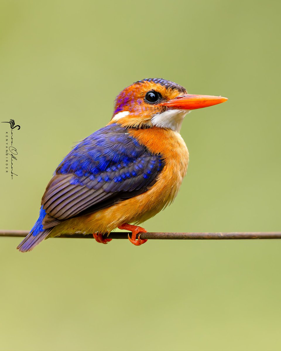 Kenyabirder's tweet image. African Pygmy Kingfisher in Murang&apos;a