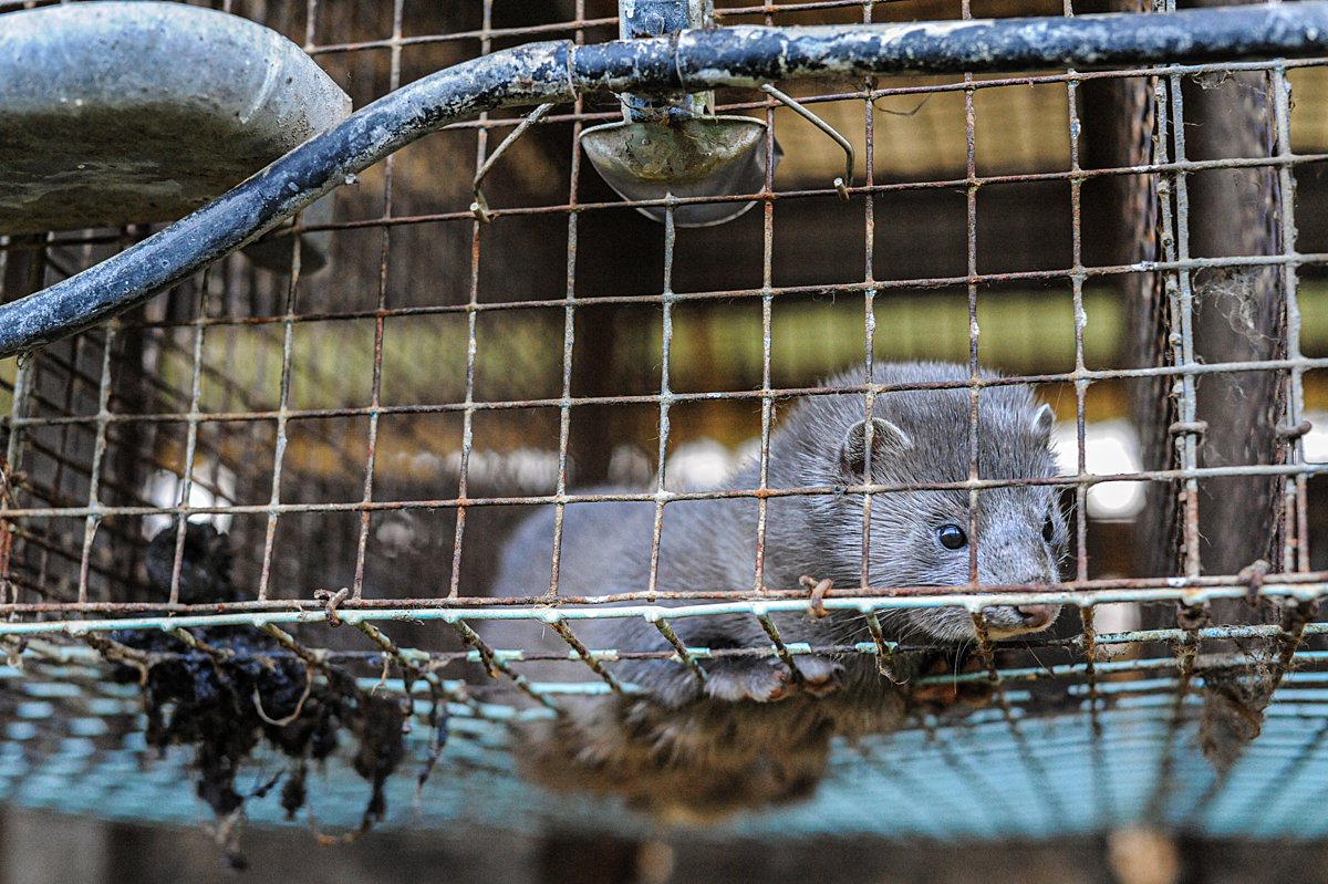 AnimalLawEurope's tweet image. 👍 Mink farming will be banned across the EU from 2027 after minks were listed as invasive species.
🗓️ Member States have two years to phase it out…
⁉️ …but Denmark is seeking an exemption.
🔗 More → tinyurl.com/3yta3jr2
#FurFreeEurope