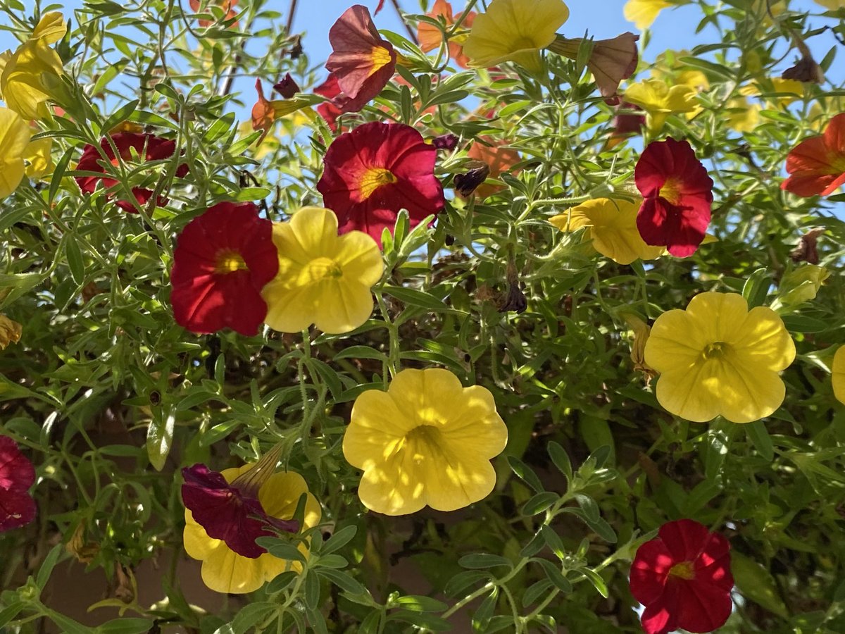 Morning sunshine…🌞