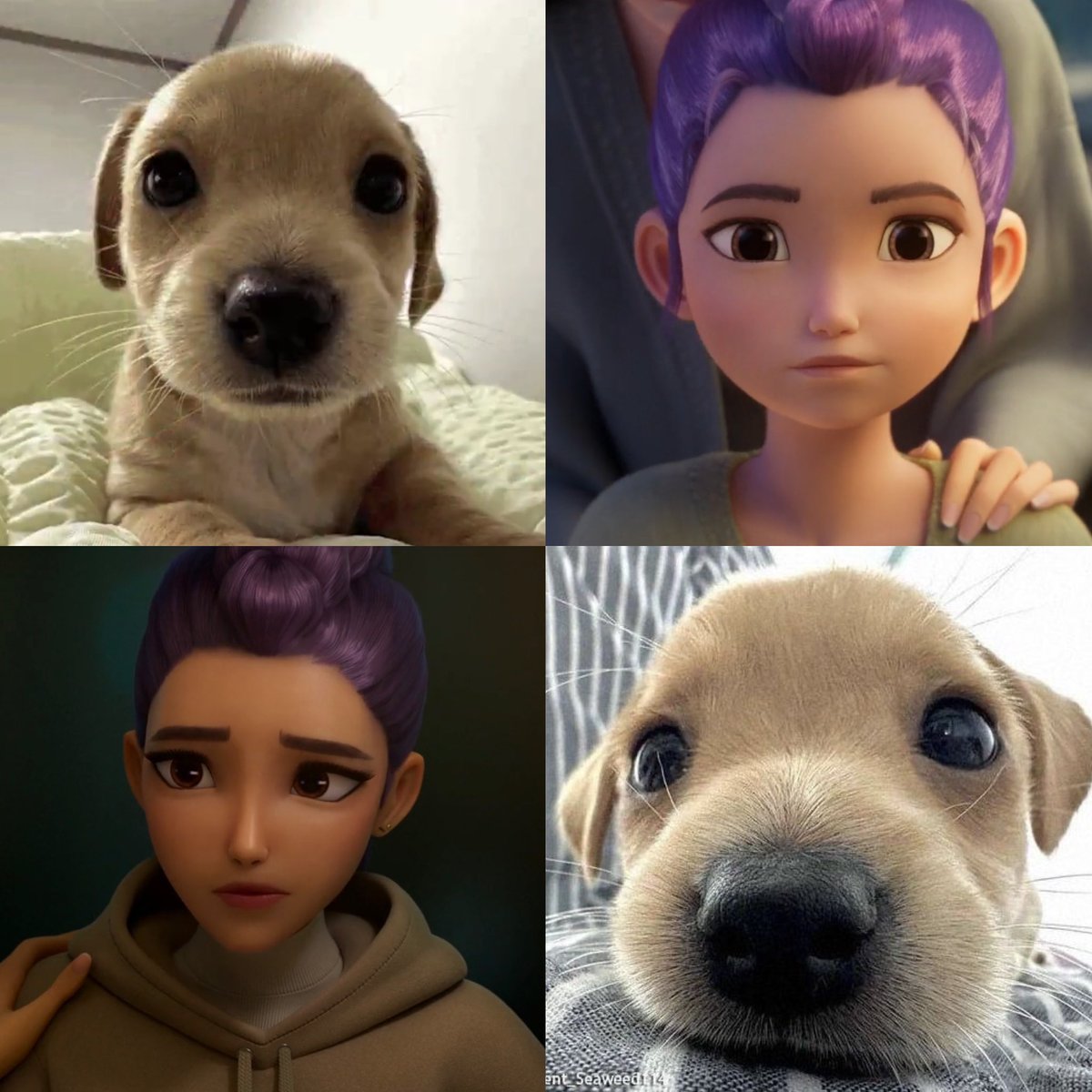 good morning to rumi &amp; her super cute puppy eyes ☹️