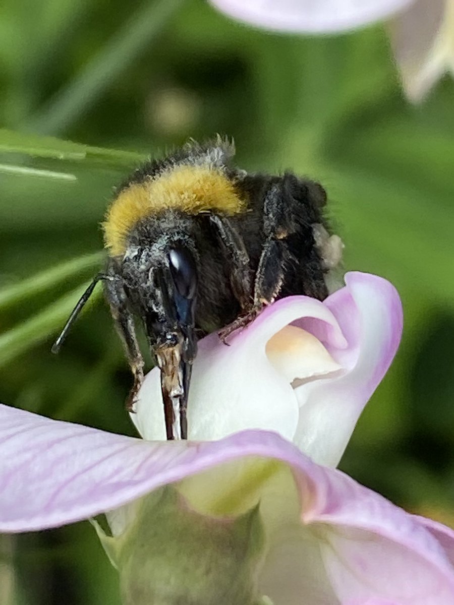 Sweetbee! 
#NaturePhotography
