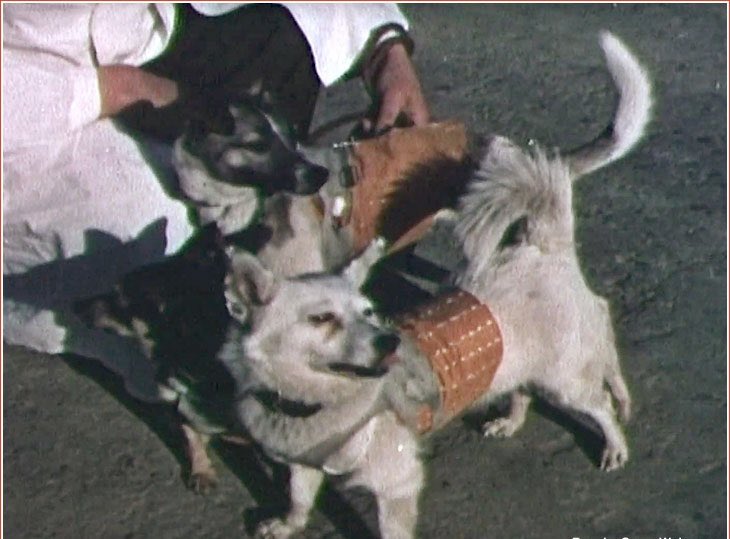 Alexalvz12's tweet image. Fue la elegida por su docilidad y aguante.

La agencia anunció que regresaría a la Tierra en paracaídas.

Una mentira deliberada para evitar protestas.

Sabían perfectamente que jamás volvería.