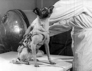 Alexalvz12's tweet image. Fue la elegida por su docilidad y aguante.

La agencia anunció que regresaría a la Tierra en paracaídas.

Una mentira deliberada para evitar protestas.

Sabían perfectamente que jamás volvería.