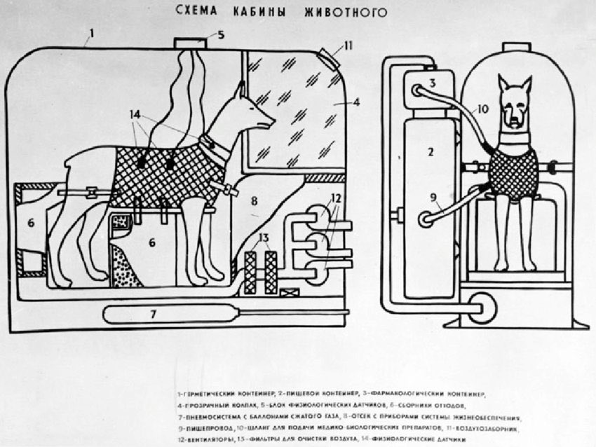 Alexalvz12's tweet image. La cápsula Sputnik 2 era del tamaño de una lavadora.

Sin espacio para moverse.

Con un traje especial, sensores en el cuerpo y comida en gel.

El plan: mantenerla viva 7 días y luego provocarle la muerte… con veneno en la comida.