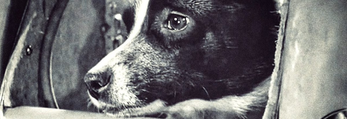 Alexalvz12's tweet image. Un día antes del lanzamiento, el doctor Vladimir Yazdovsky se la llevó a casa.

Le dio cariño.

Le dejó dormir en una cama.

Sabía que era su última noche en la Tierra.