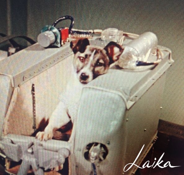 Alexalvz12's tweet image. A las 6 horas del lanzamiento… Laika murió.

No por eutanasia.

No al 7º día.

Murió de calor y pánico, en completa soledad, mientras su corazón colapsaba.