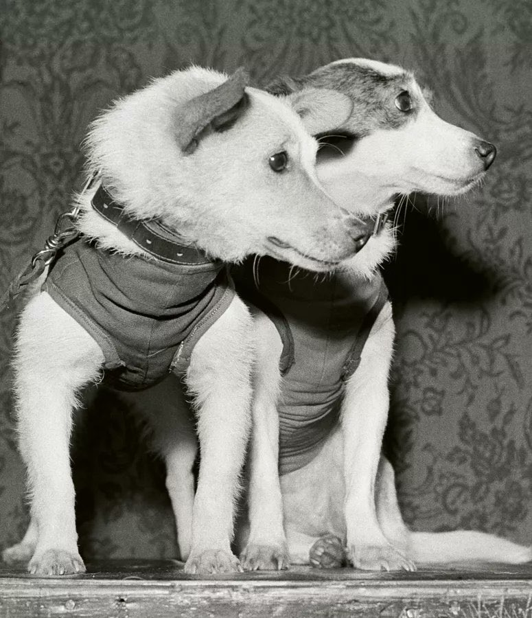 Alexalvz12's tweet image. ¿Sirvió de algo?

Los propios científicos admitieron que los datos obtenidos no justificaban su muerte.

Fue propaganda. Nada más.